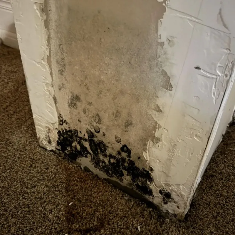 Professional Mold Removal in Westcliffe, CO